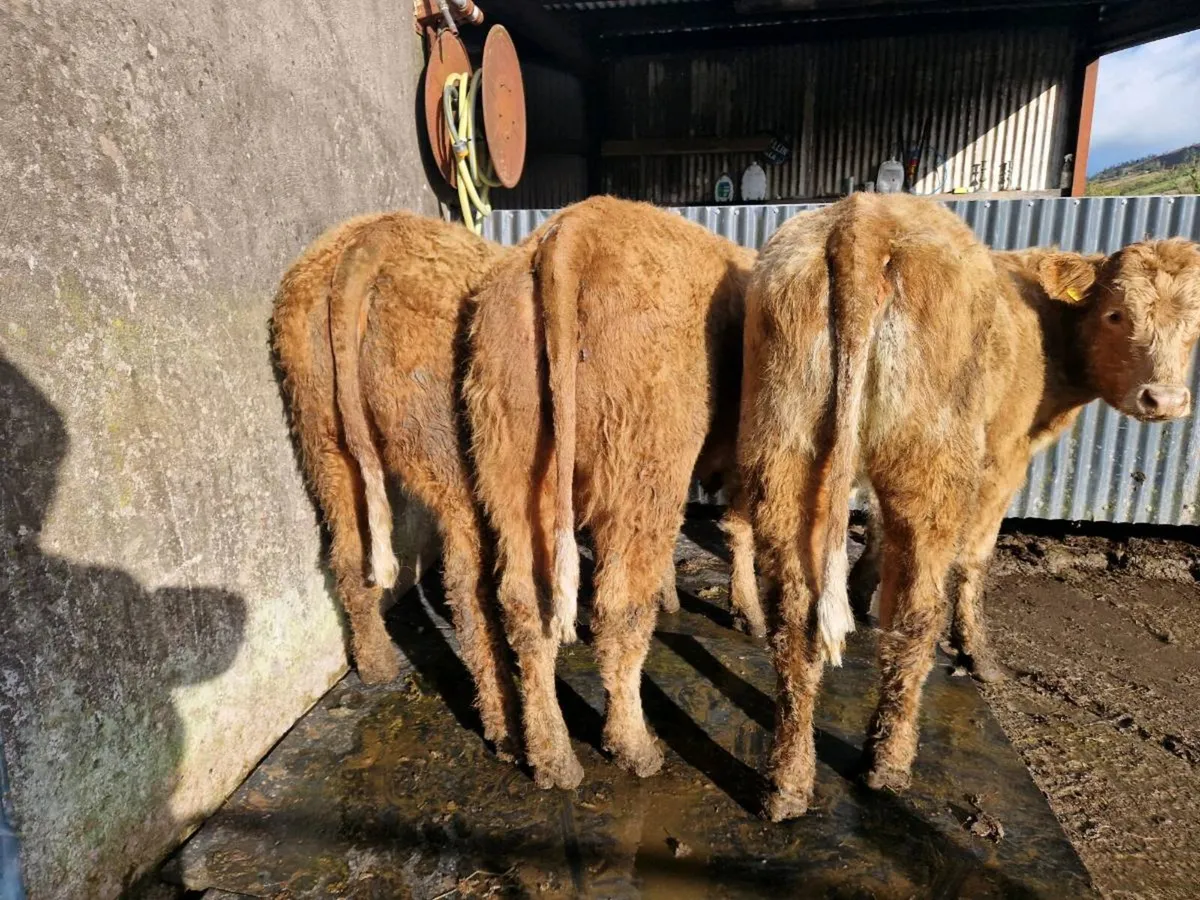5 star Saler Breeding Heifers - Image 2