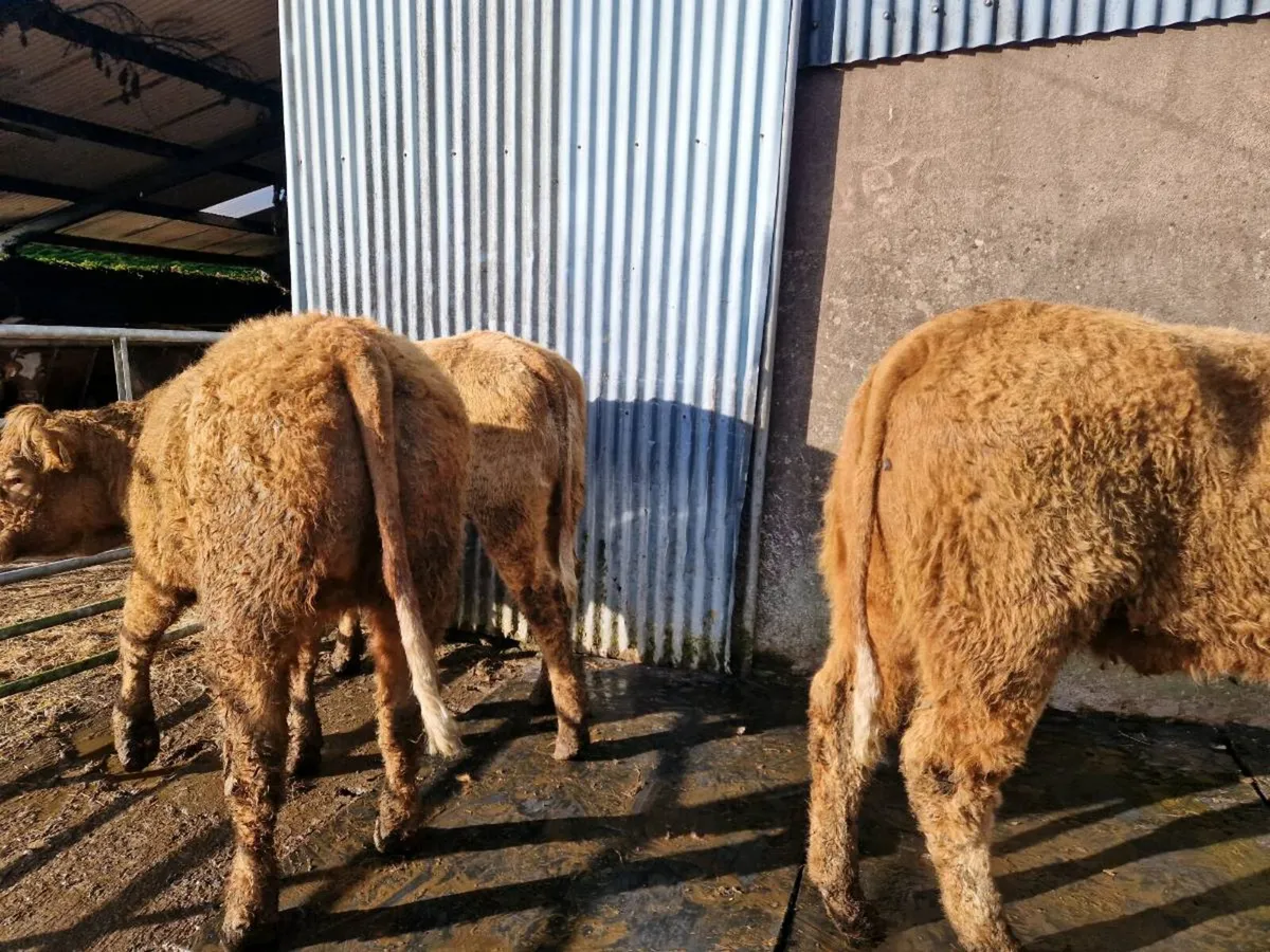 5 star Saler Breeding Heifers - Image 3