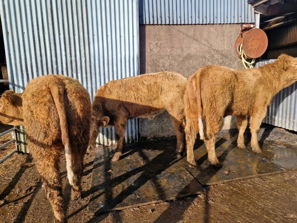 5 star Saler Breeding Heifers - Image 1