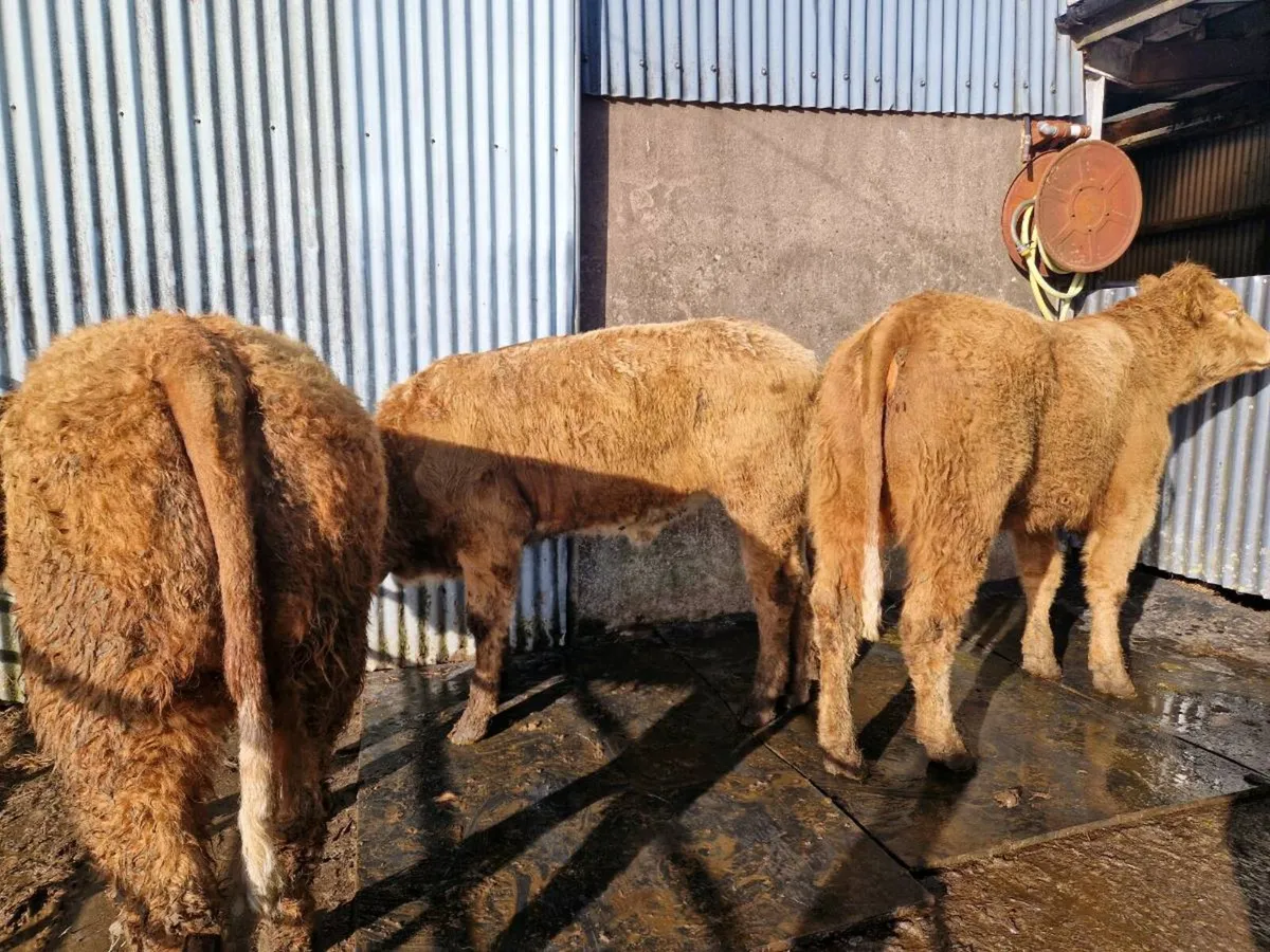 5 star Saler Breeding Heifers - Image 4