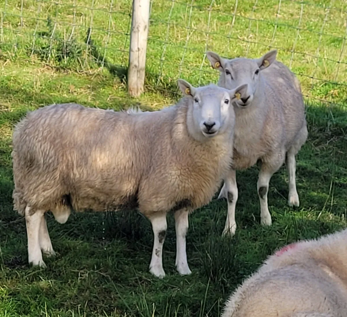 Cheviot Ram Hoggets - Image 2