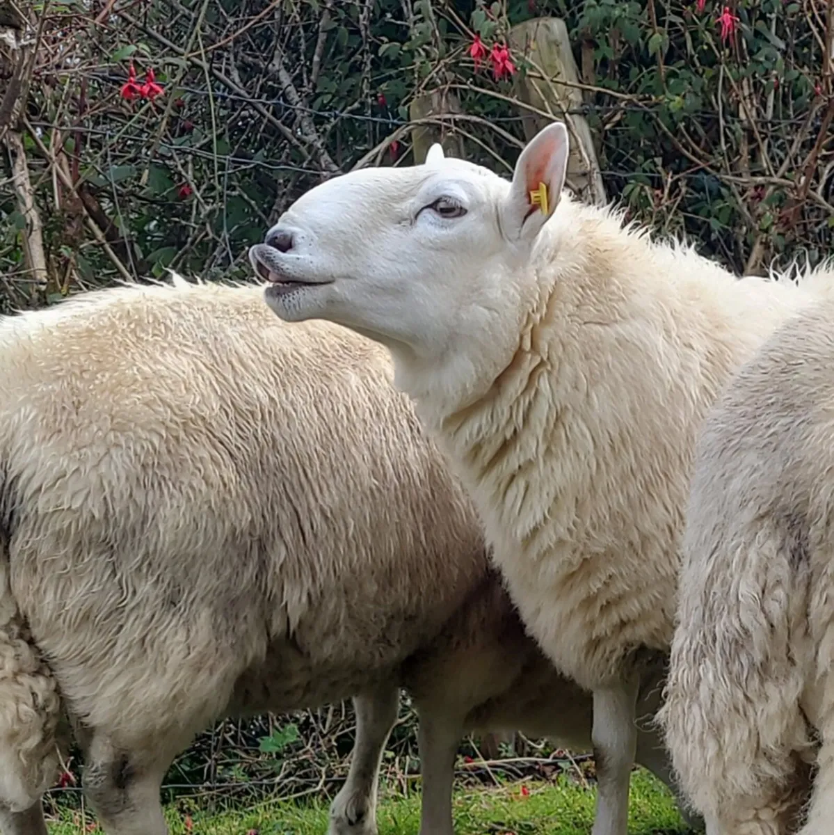 Cheviot Ram Hoggets - Image 1
