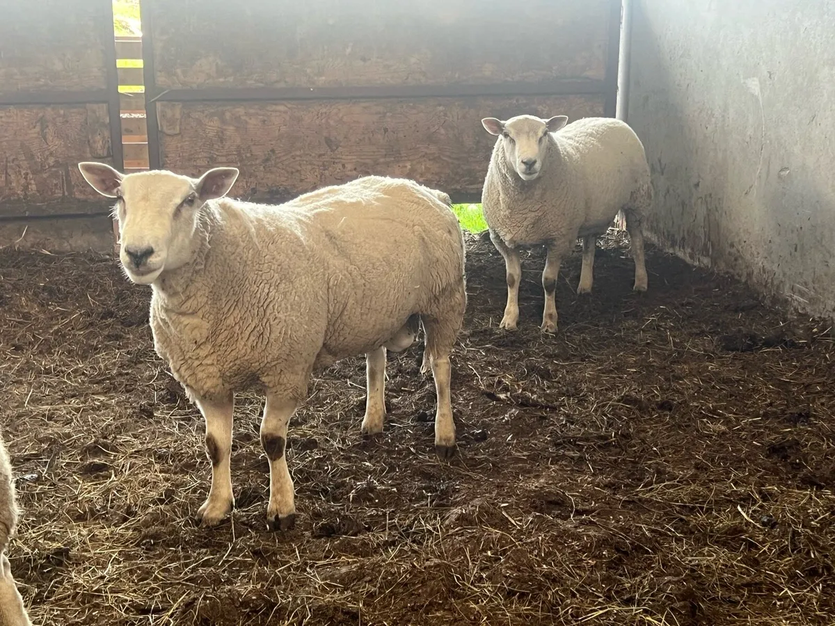 2 chartex hogget rams - Image 1