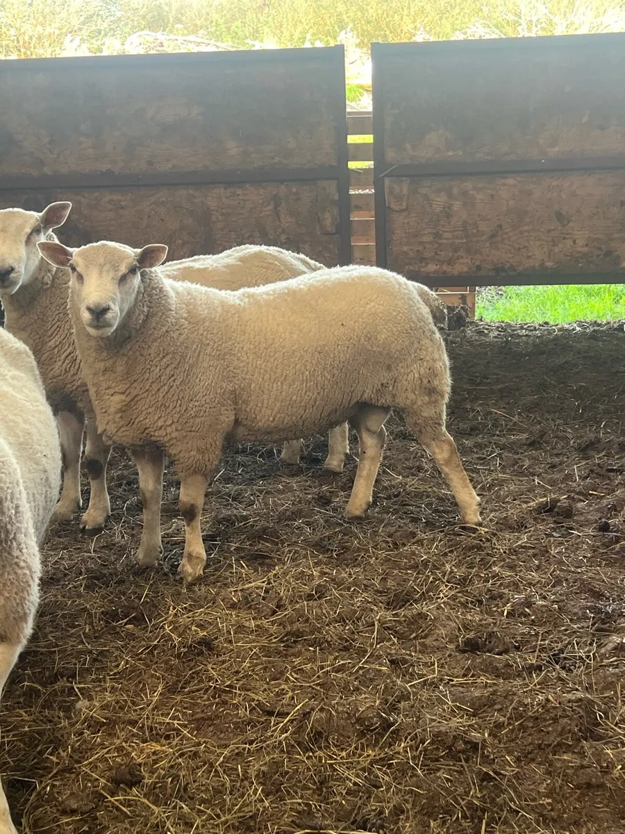 2 chartex hogget rams - Image 2