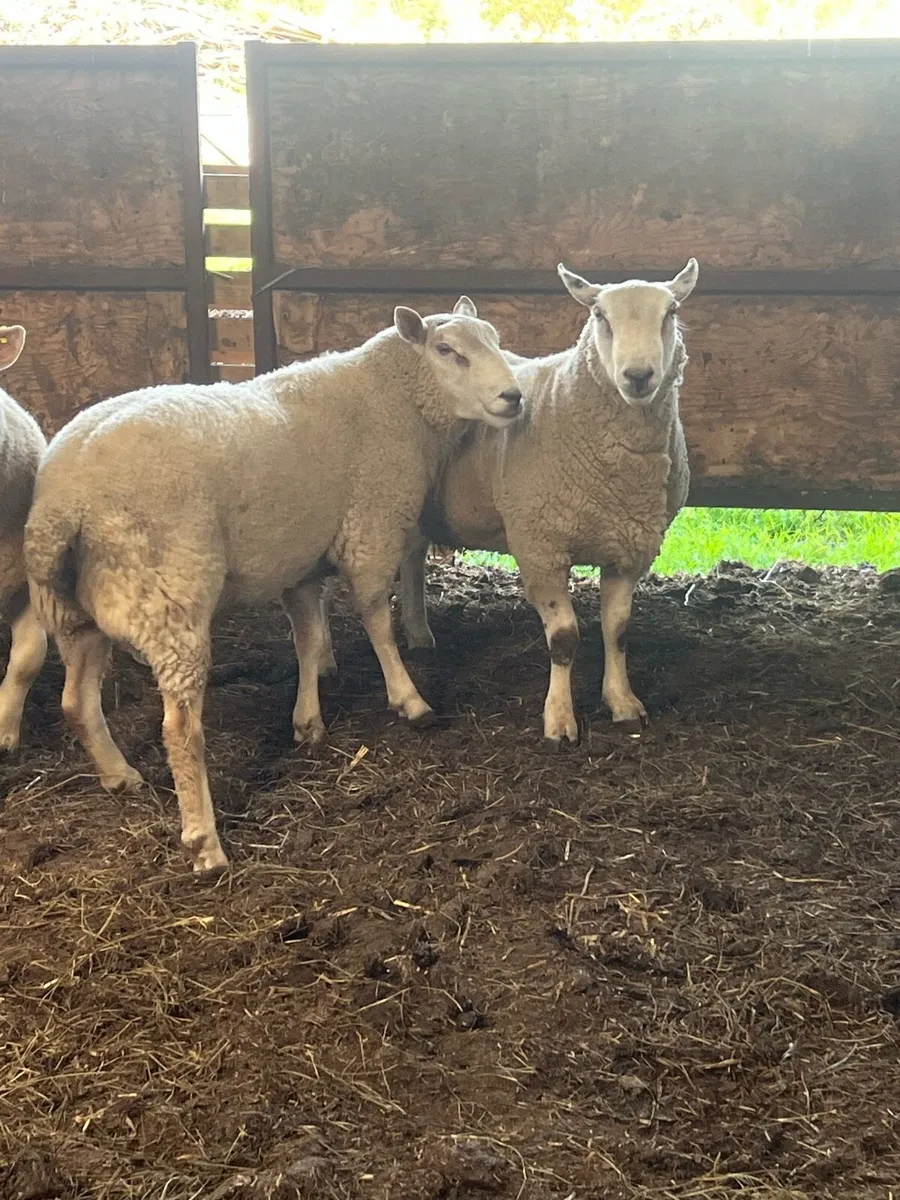 2 chartex hogget rams - Image 3