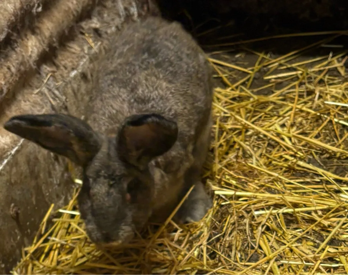 Rabbits - Image 1