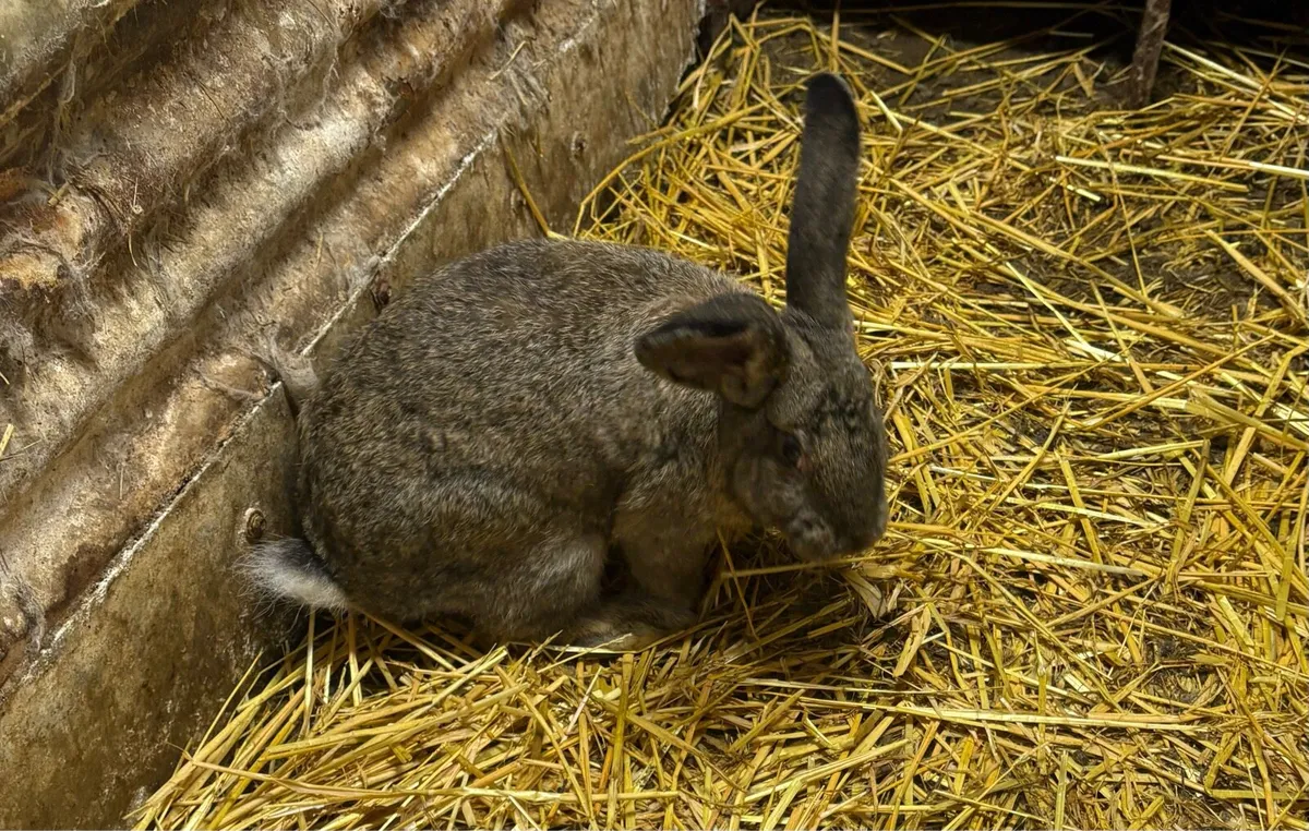 Rabbits - Image 2