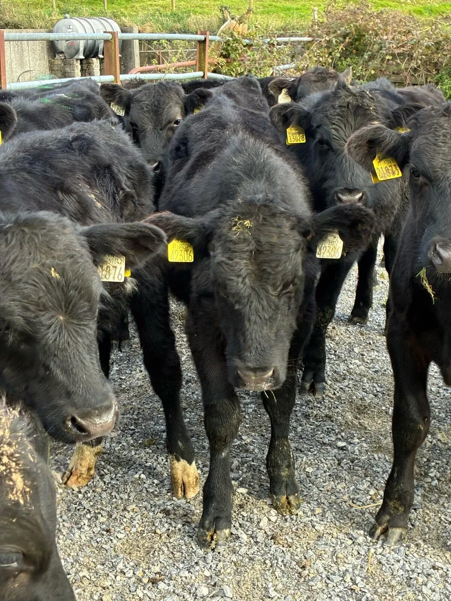 25 SUPER QUALITY  AA BULL WEANLINGS 200KG - Image 1