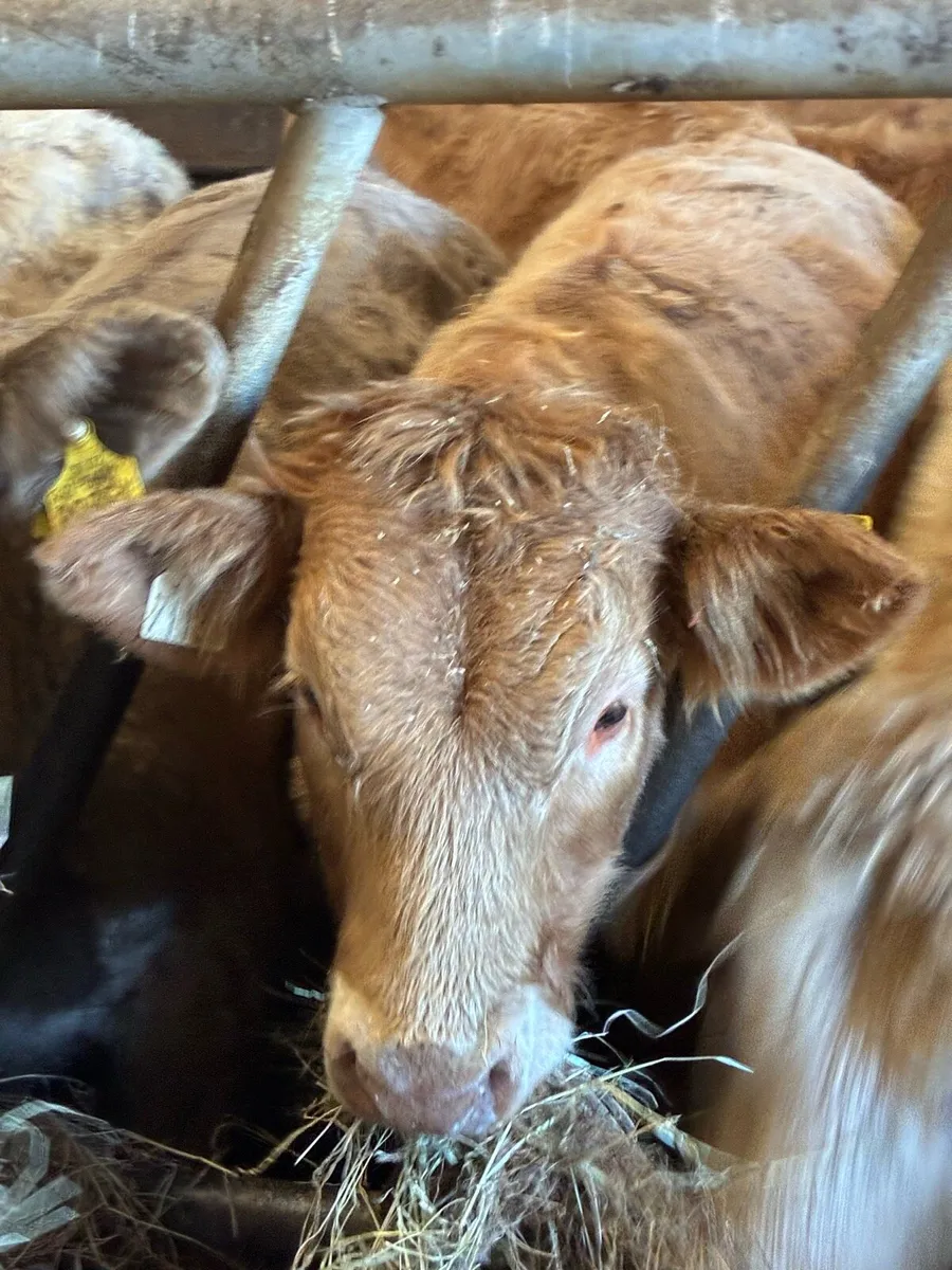 TOP QUALITY CH BULL WEANLINGS 320/350KG - Image 1