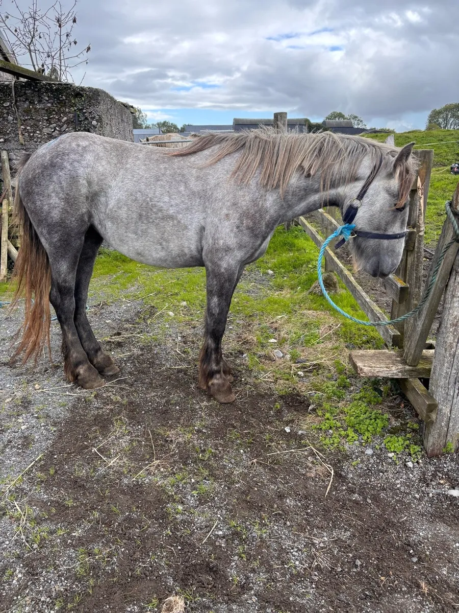 Filly - Image 2