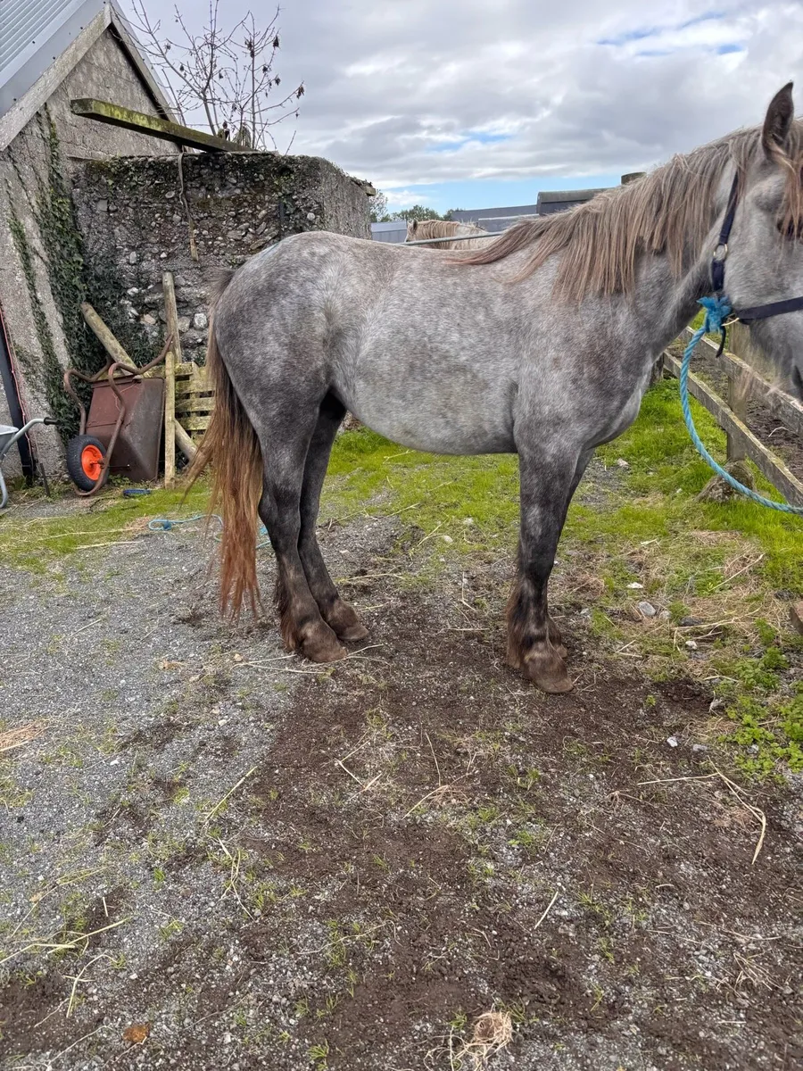 Filly - Image 3