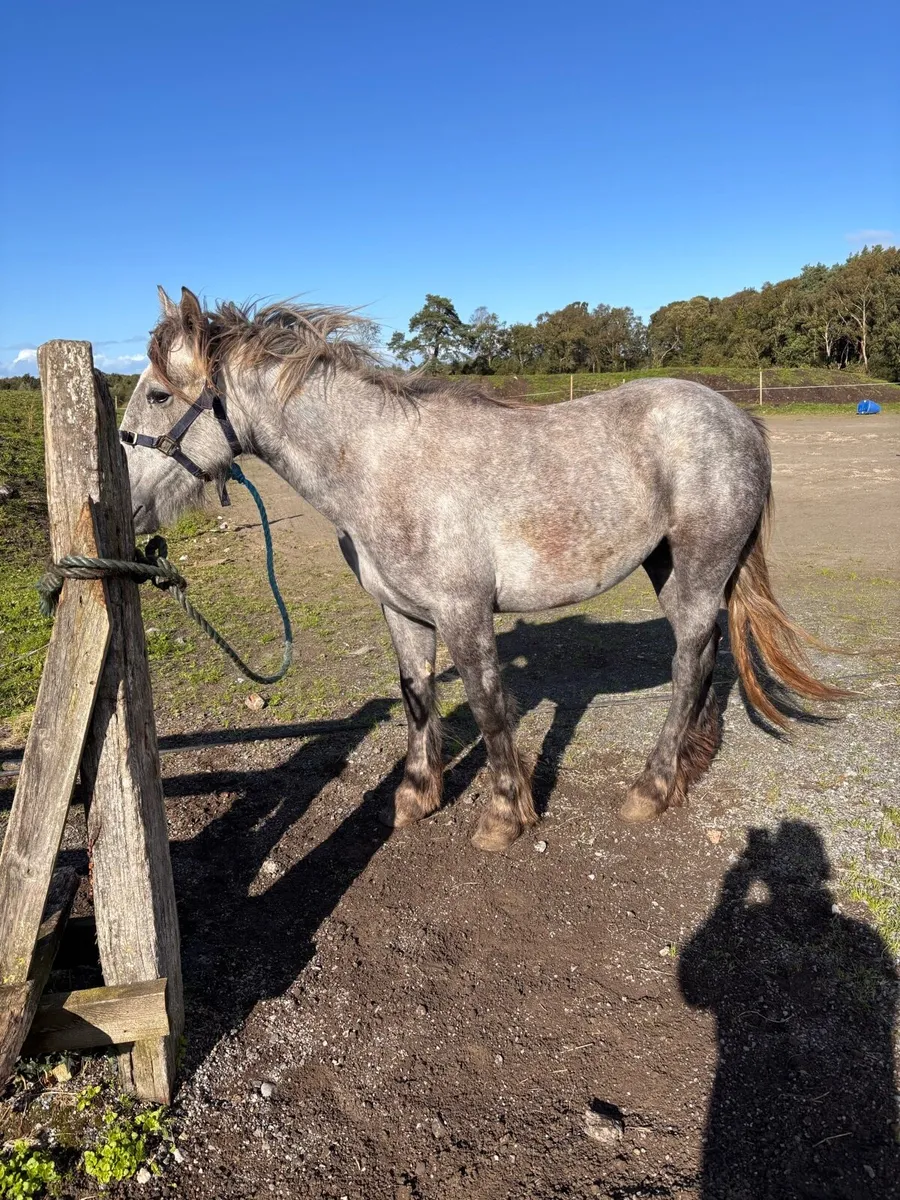 Filly - Image 4