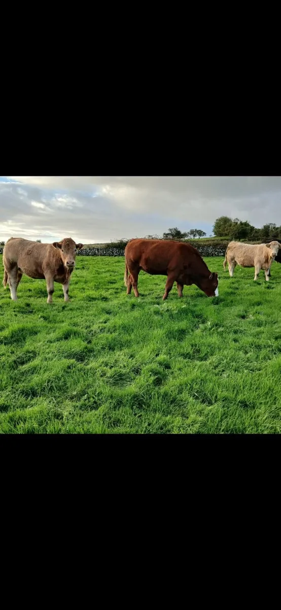 Incalf heifers - Image 3