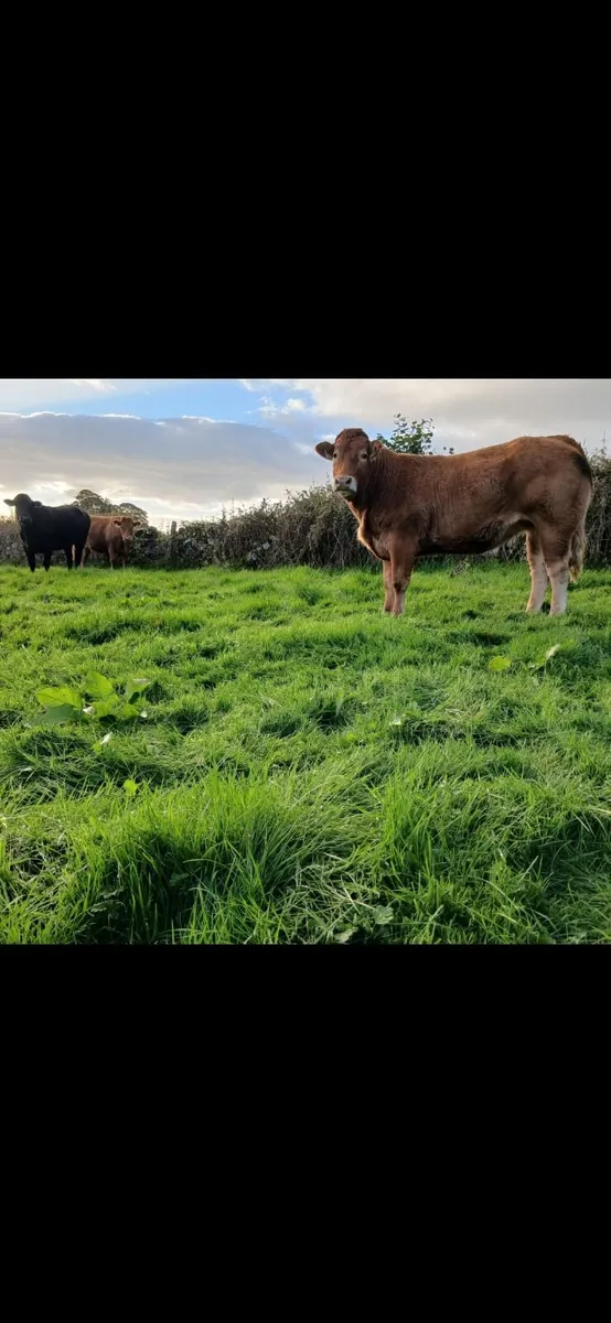 Incalf heifers - Image 4