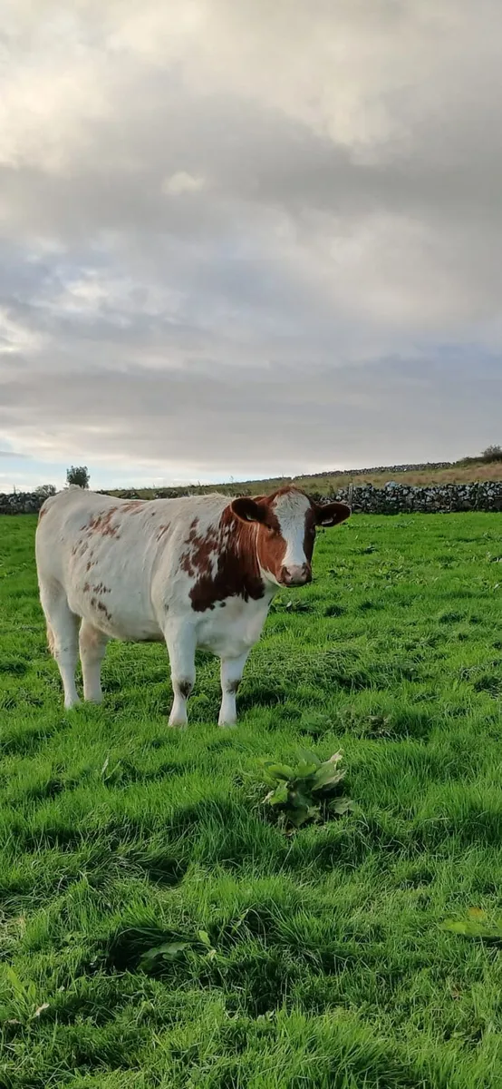 Incalf heifers - Image 1