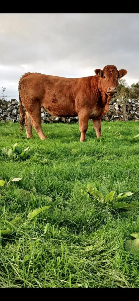 Incalf heifers - Image 2