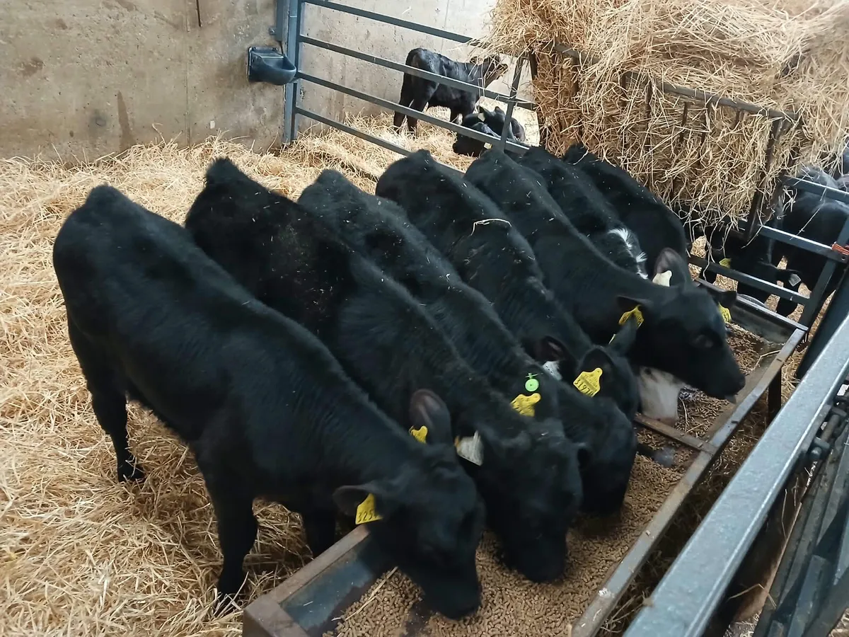 7 Hereford heifers for sale - Image 1