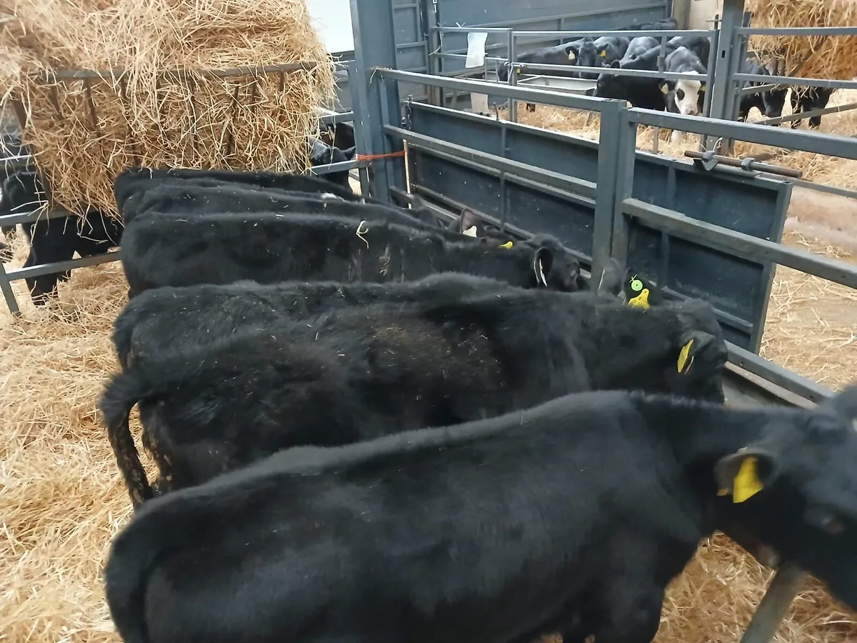 7 Hereford heifers for sale - Image 4