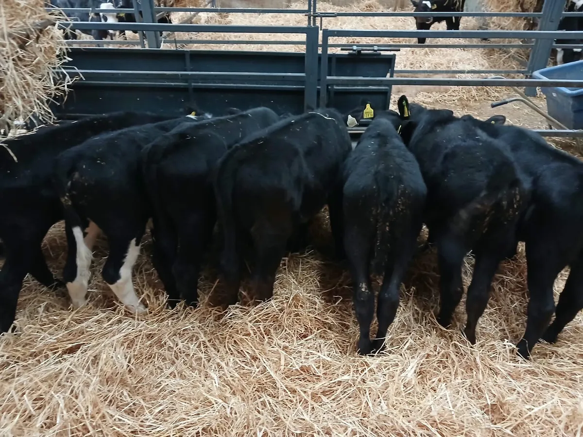 7 Hereford heifers for sale - Image 2