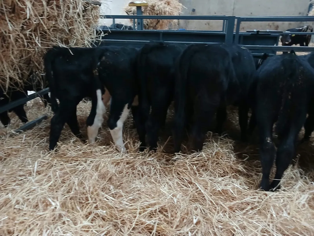 7 Hereford heifers for sale - Image 3