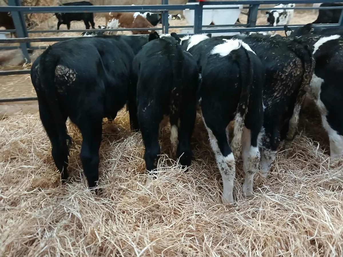 7 Super Stock Runners for sale - Image 3