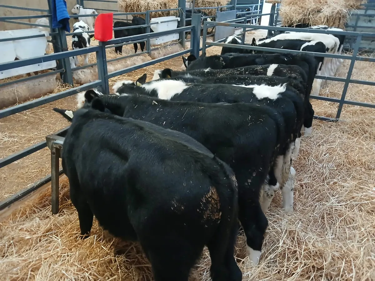 7 Super Stock Runners for sale - Image 1