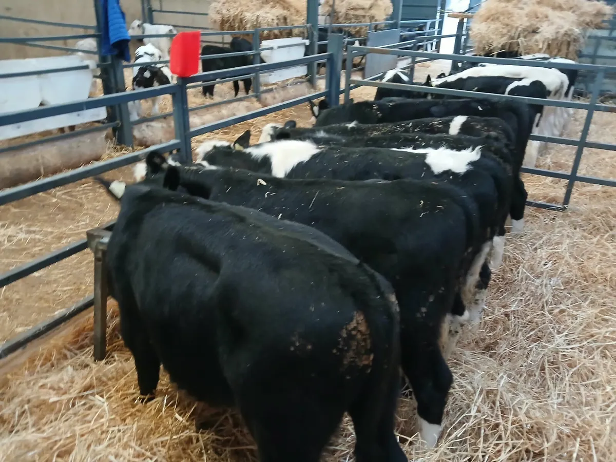 7 Super Stock Runners for sale - Image 2