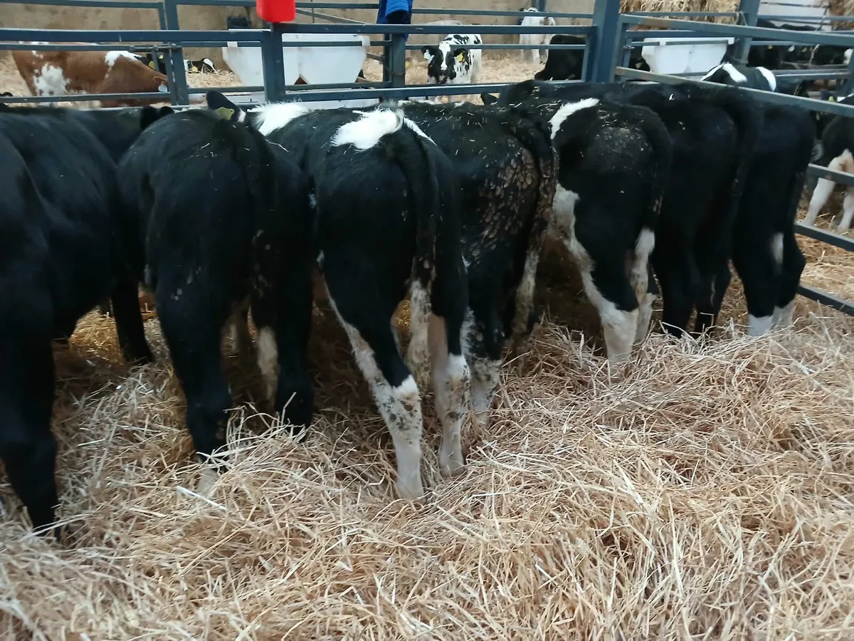 7 Super Stock Runners for sale - Image 4