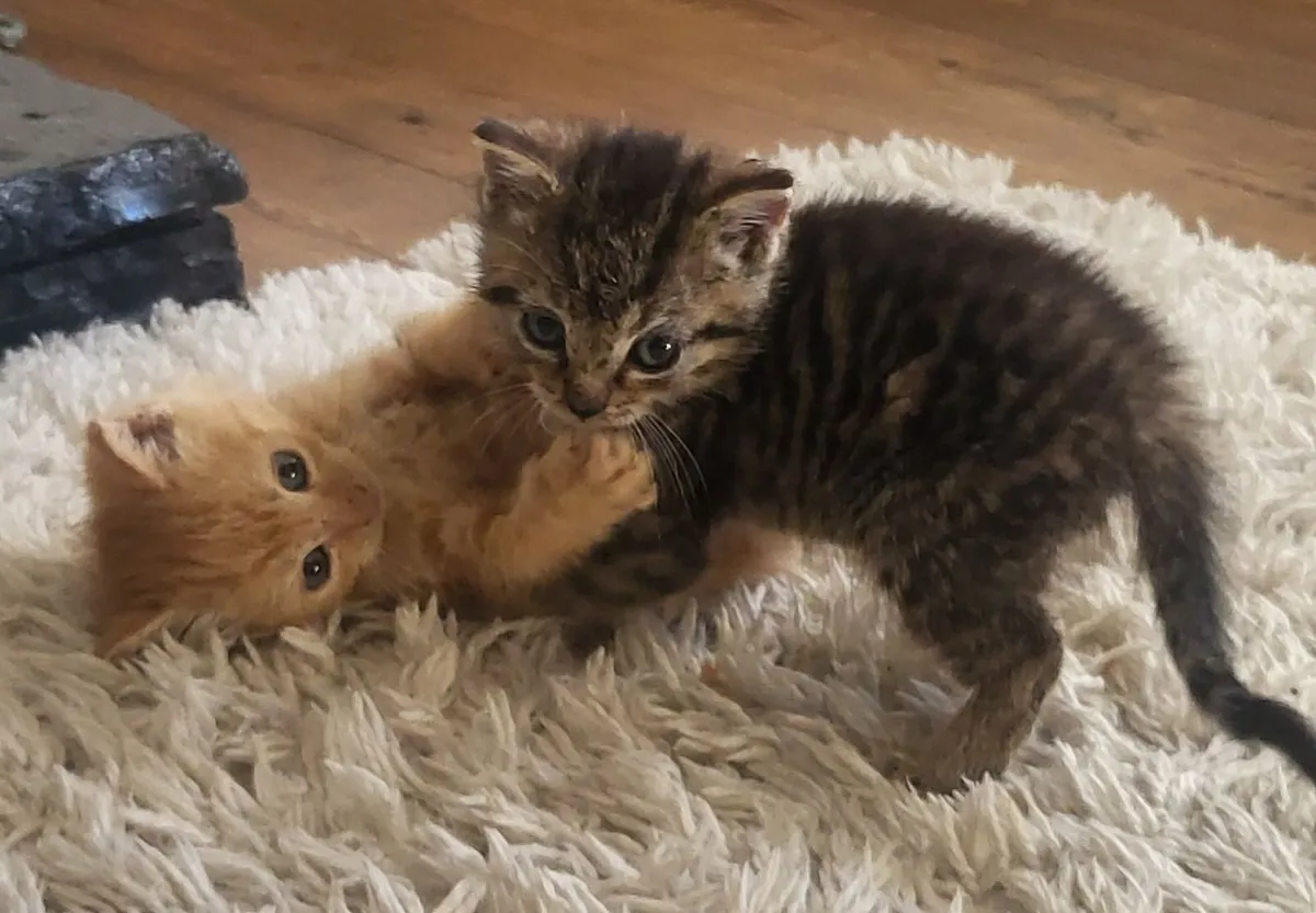 Beautiful Kittens - Image 3