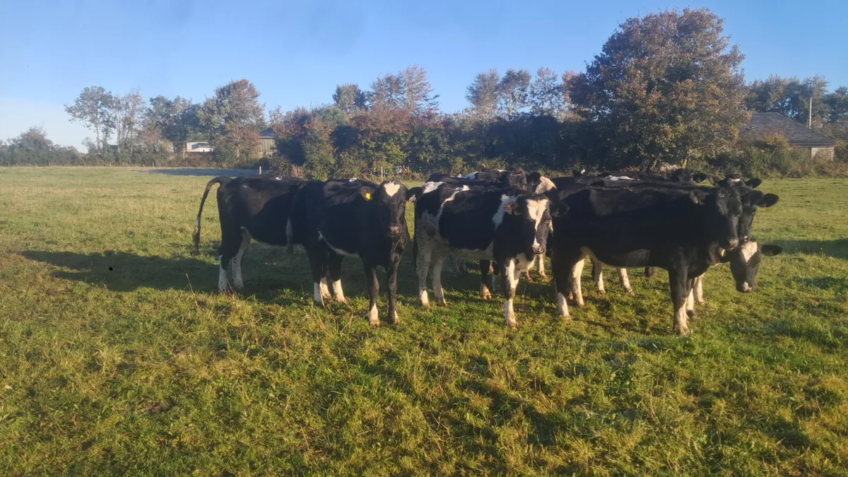 Incalf fr heifers