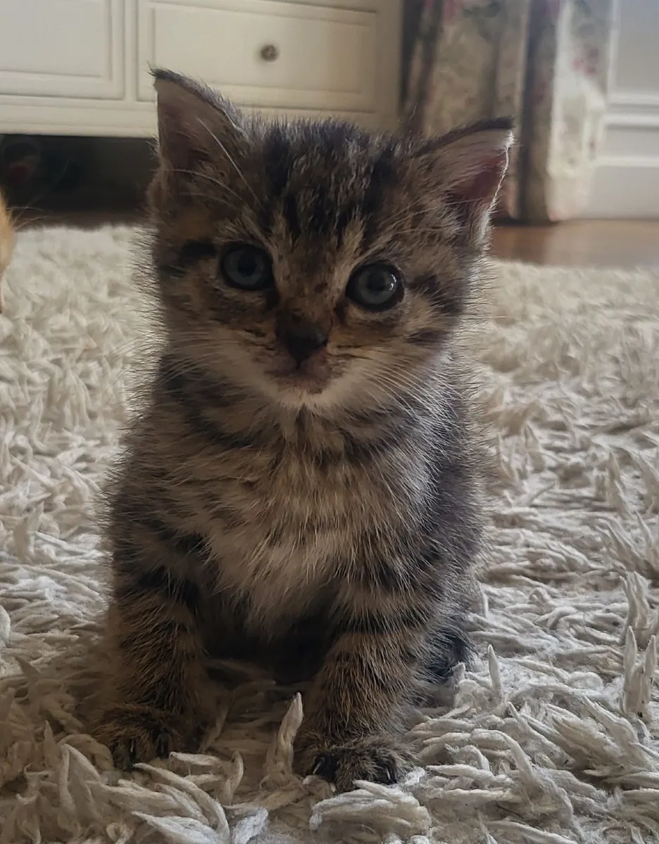 Beautiful Kittens - Image 4