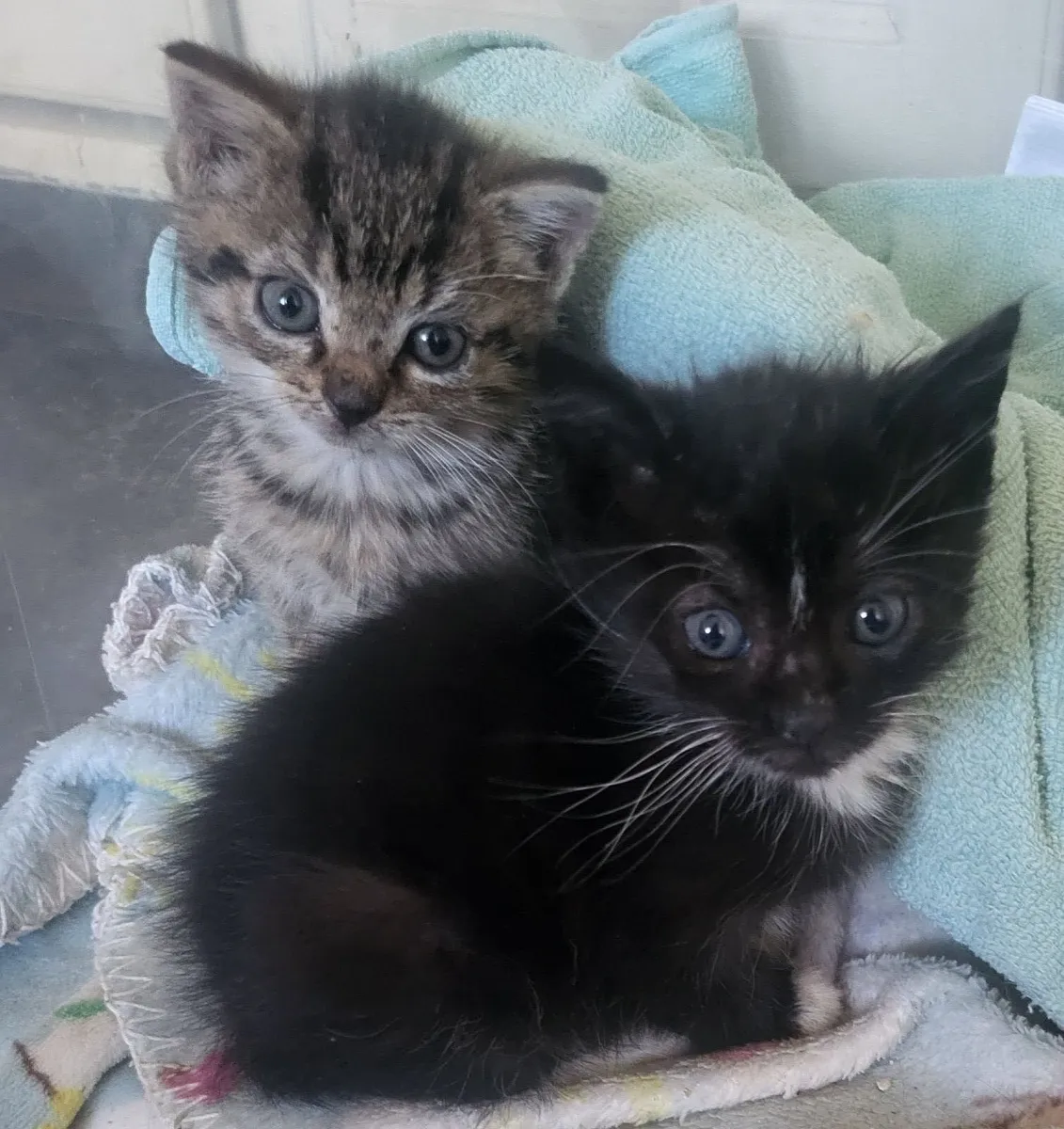 Beautiful Kittens - Image 2