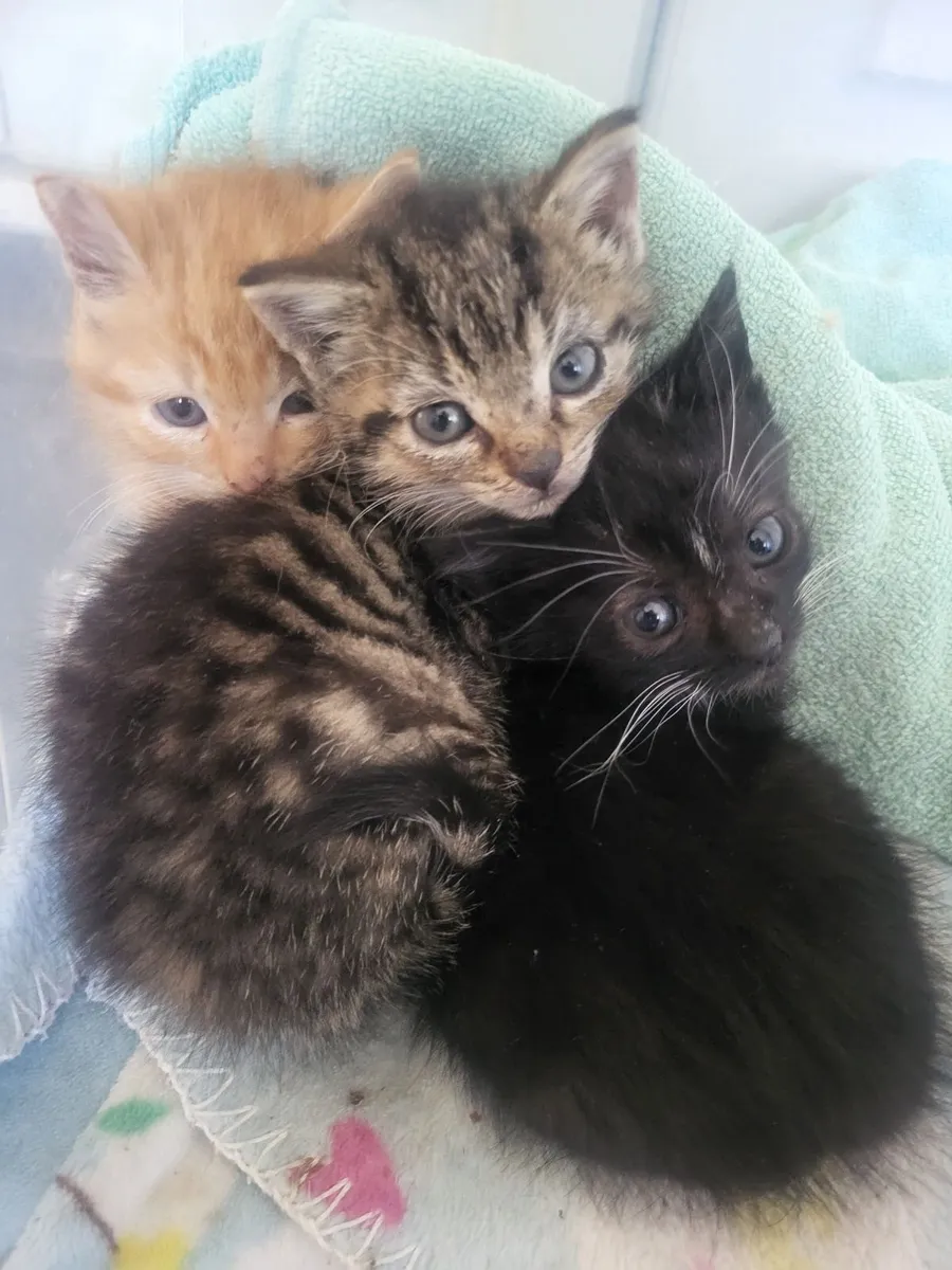 Beautiful Kittens - Image 1