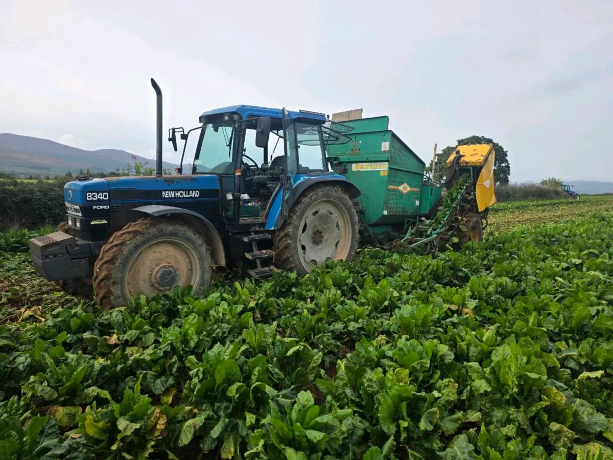 Enermax fodder beet - Image 1