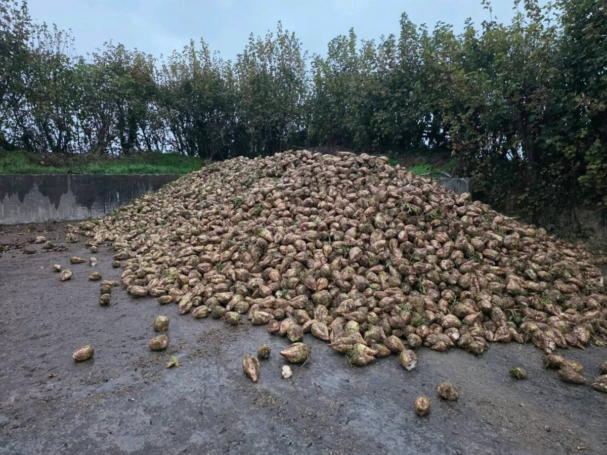 Enermax fodder beet - Image 2