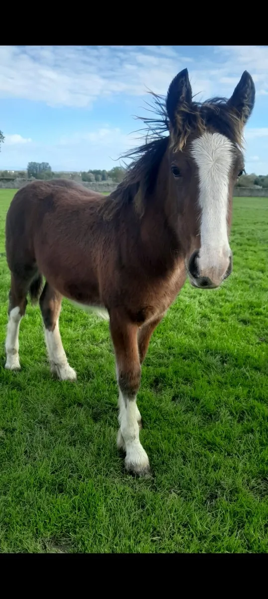 Colt Foal - Image 2