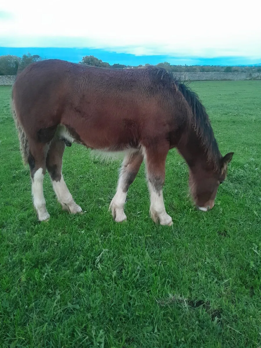 Colt Foal - Image 3