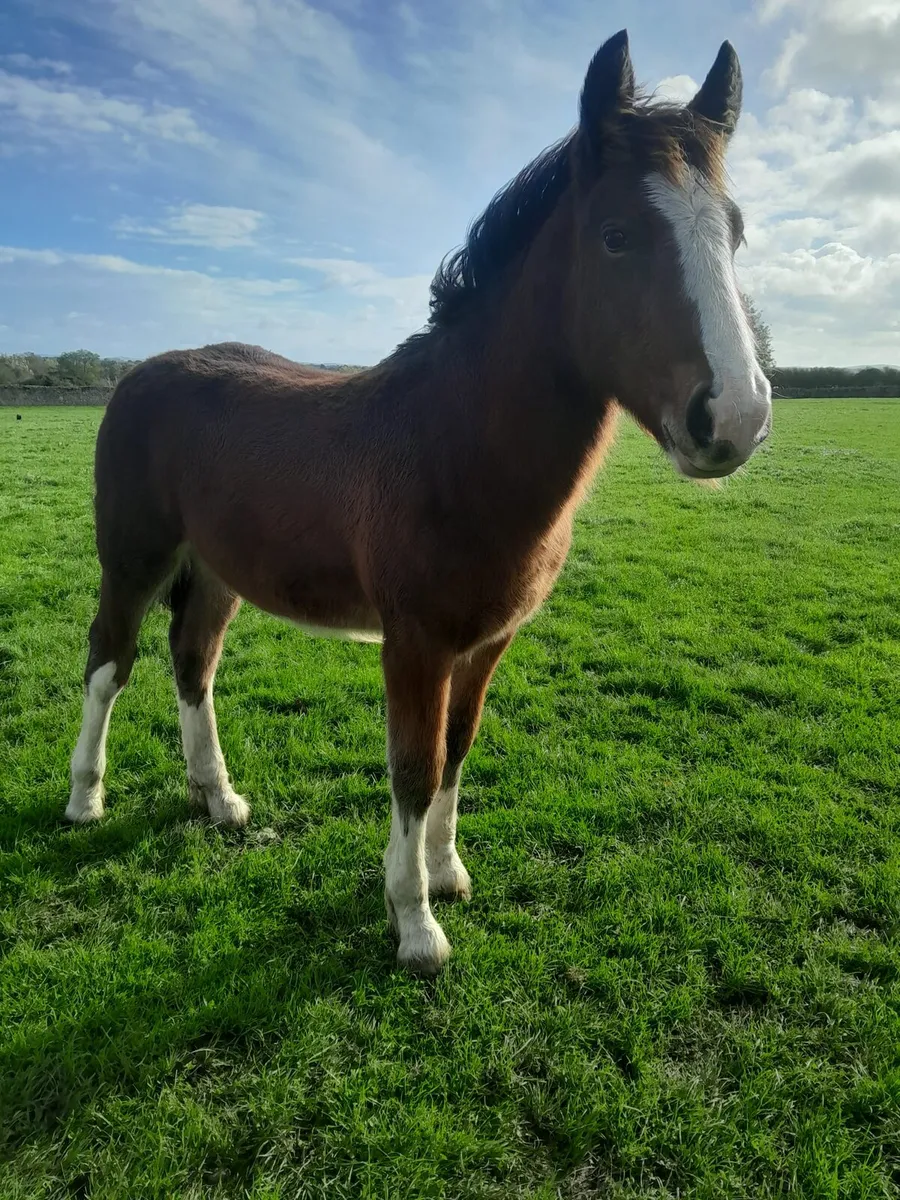 Colt Foal - Image 1