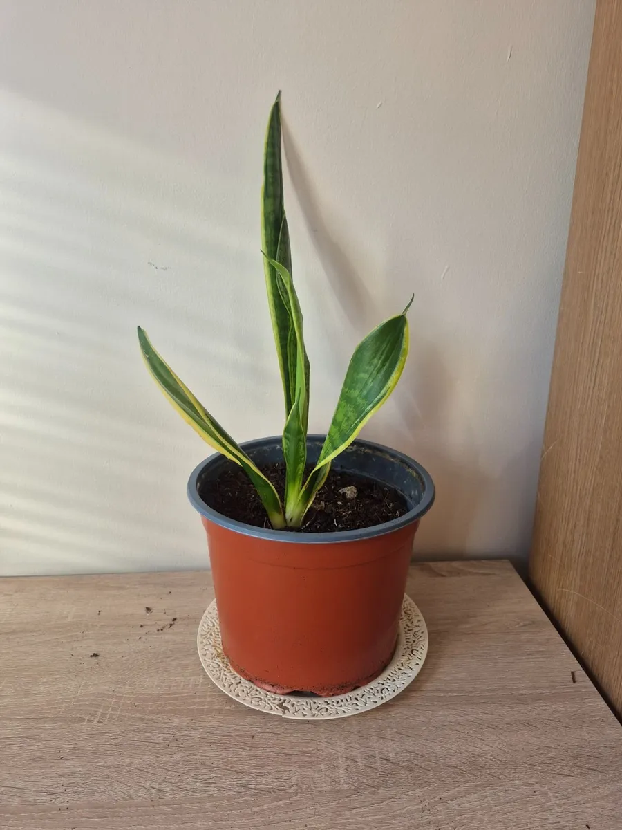 Snake Plants - Image 2