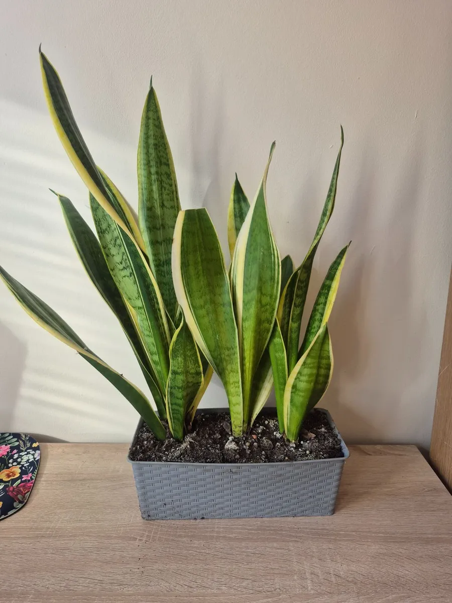 Snake Plants - Image 3