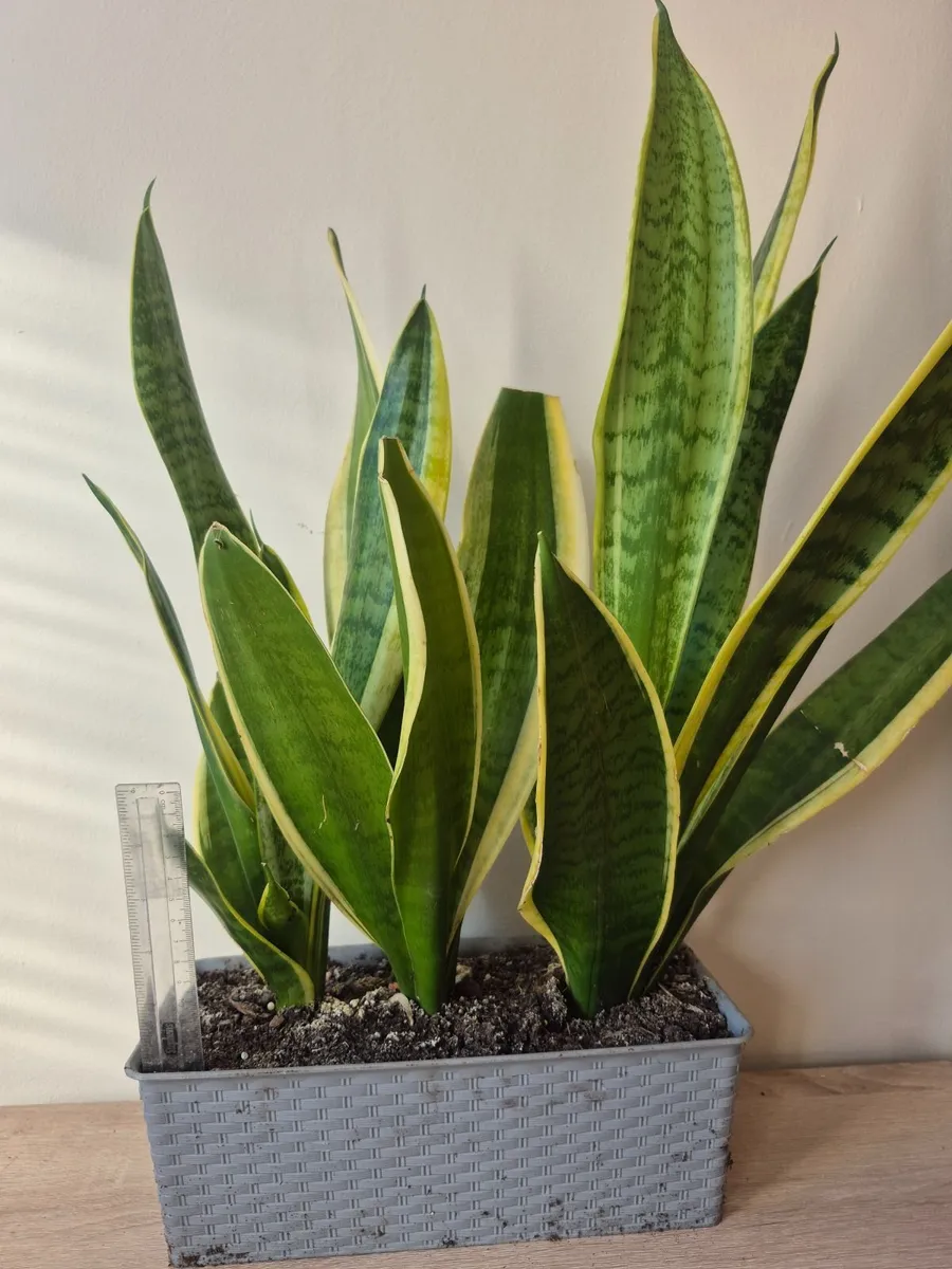 Snake Plants - Image 4