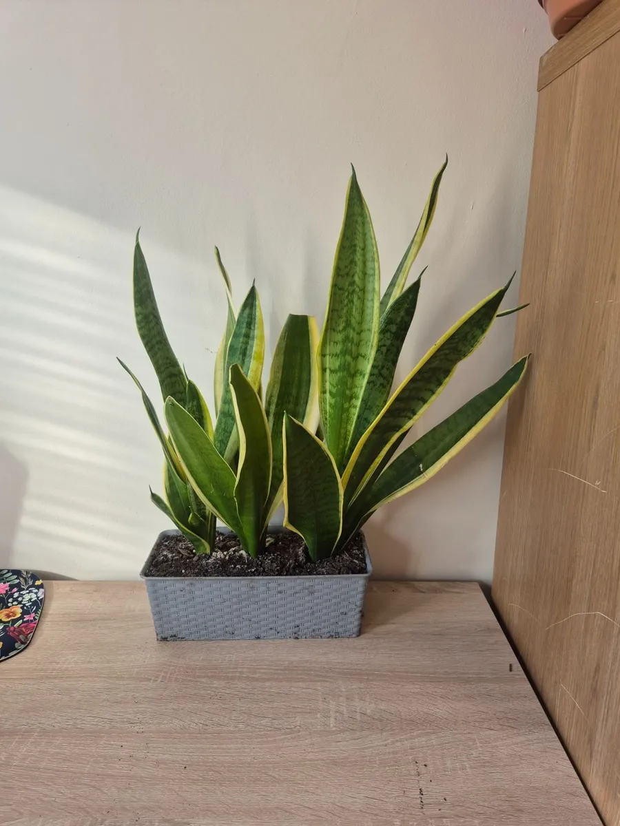 Snake Plants - Image 1