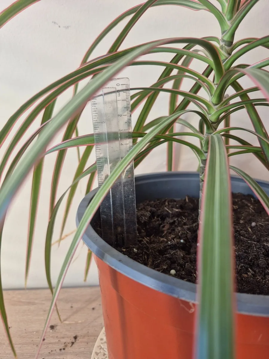 Dragon Tree Plants - Image 3