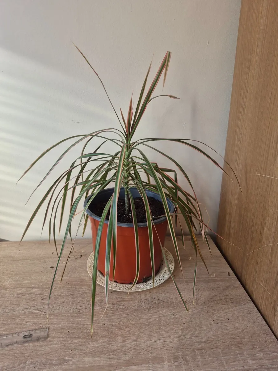 Dragon Tree Plants - Image 1