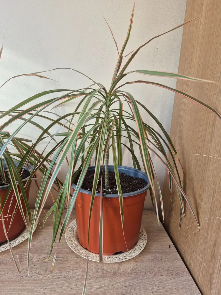 Dragon Tree Plants - Image 2