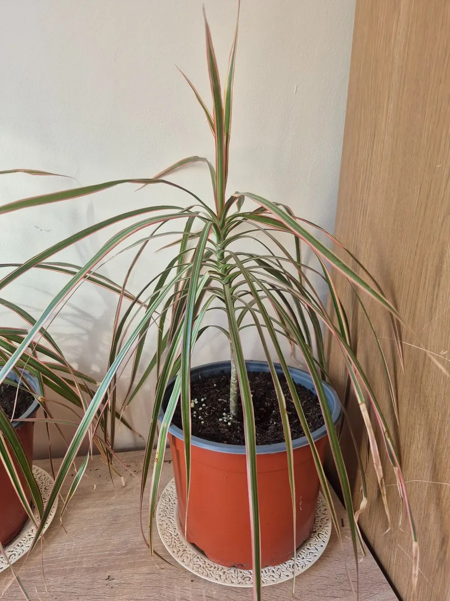 Dragon Tree Plants - Image 4
