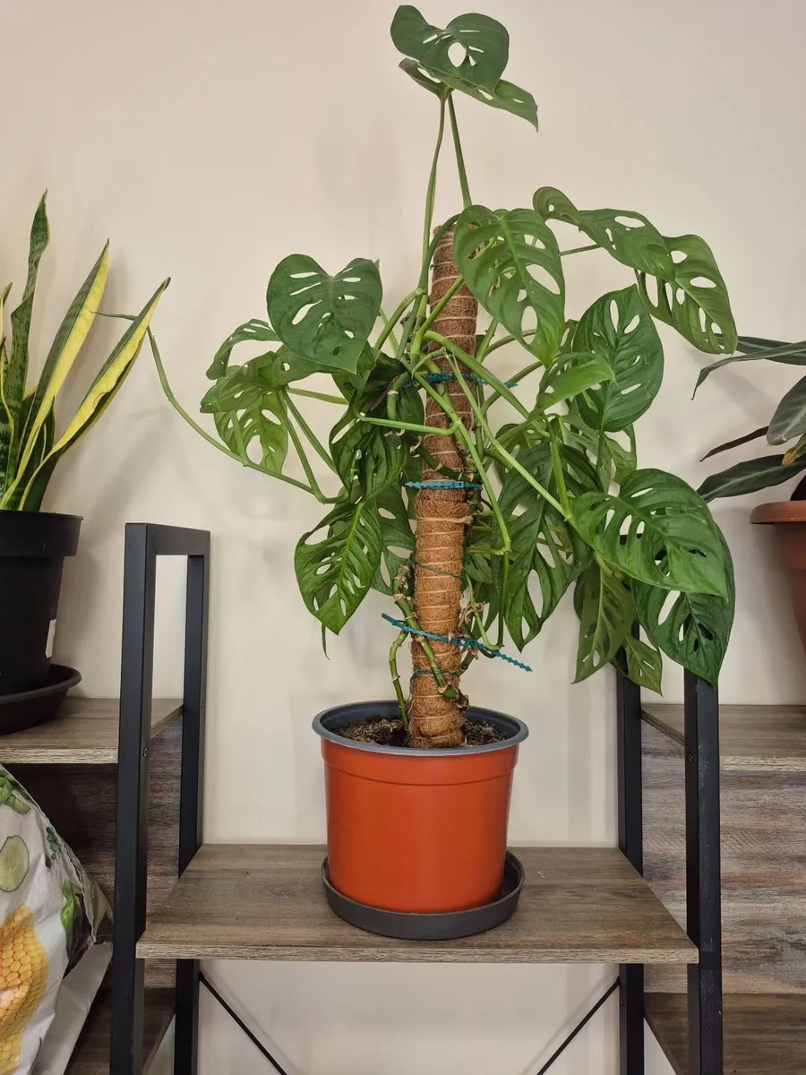 Adanson's Monstera Plant - Image 1