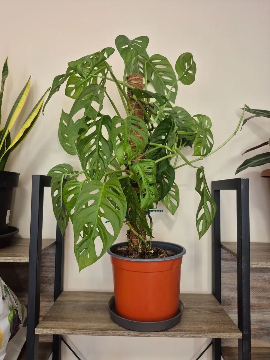 Adanson's Monstera Plant - Image 2