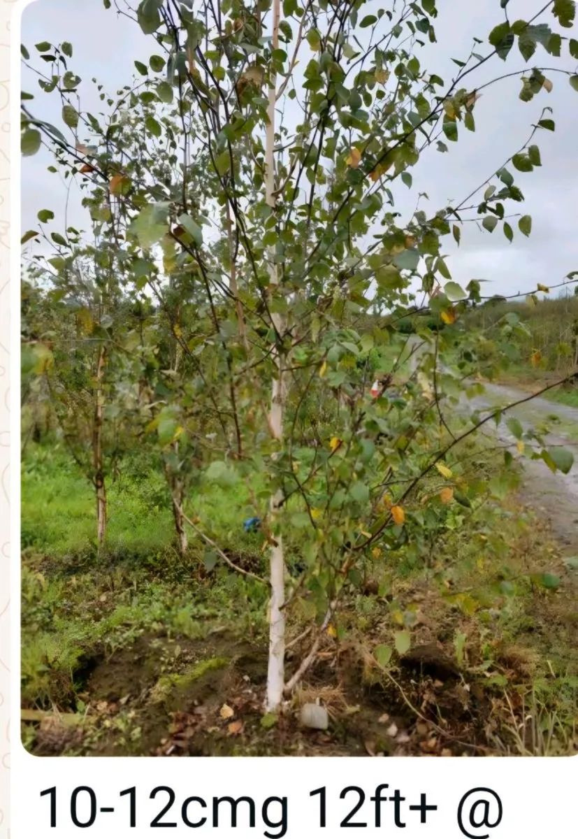 Larger rootball tree s 2 for sale - Image 1