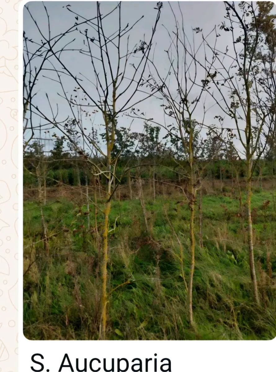 Larger rootball tree s 2 for sale - Image 2